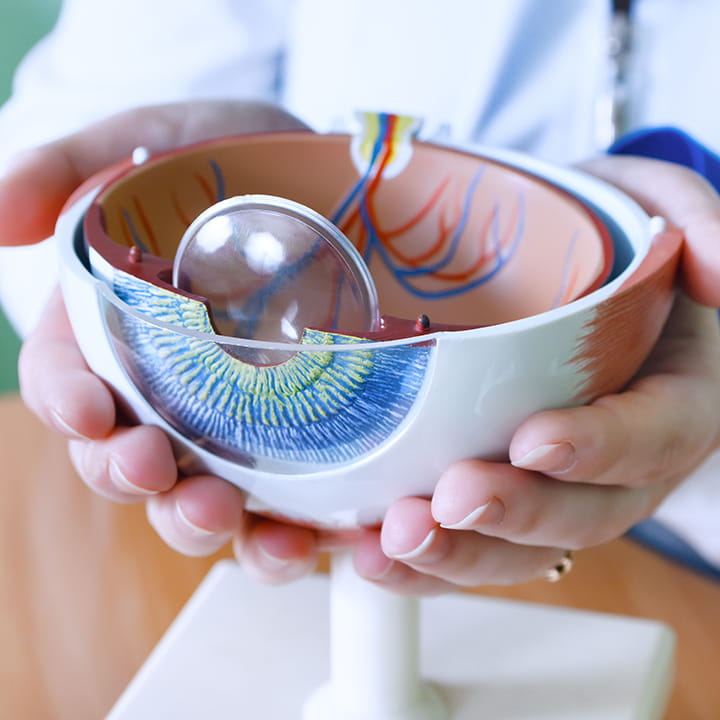 Model of an eyeball